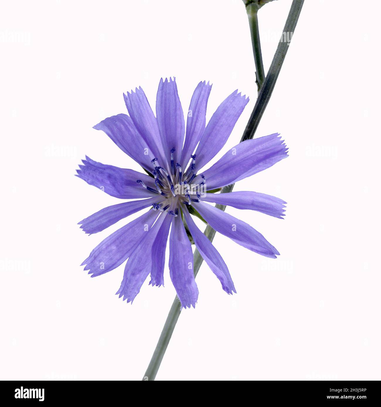 Wegwarte; Cichorium; Intybus; Stockfoto