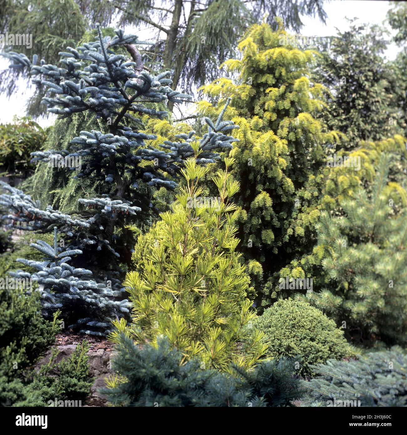 Apotheker garten nadelbaum Stockfotos und bilder Kaufen Alamy
