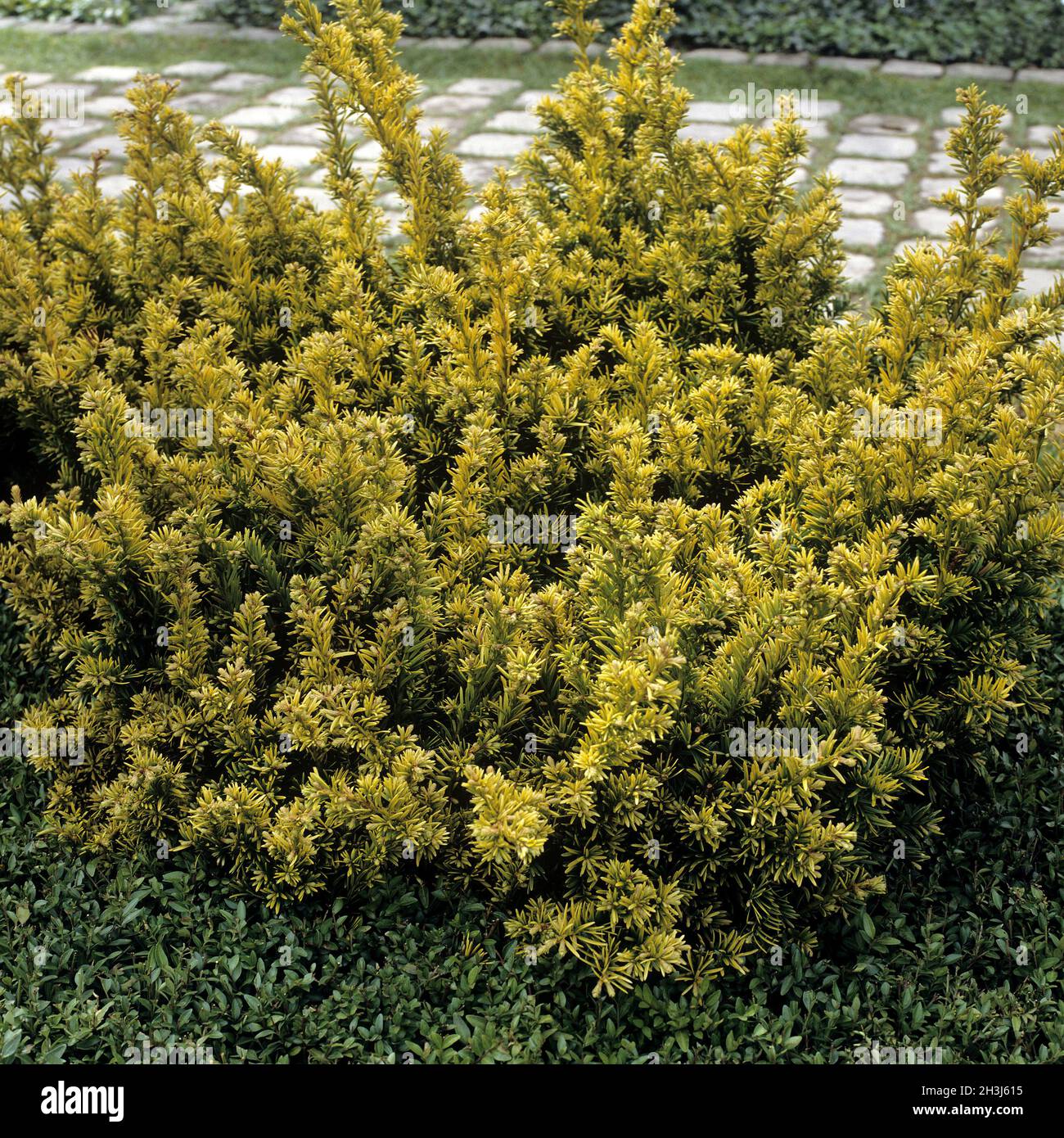 Goldene Eibe, Semperaurea, Taxus baccata Stockfoto