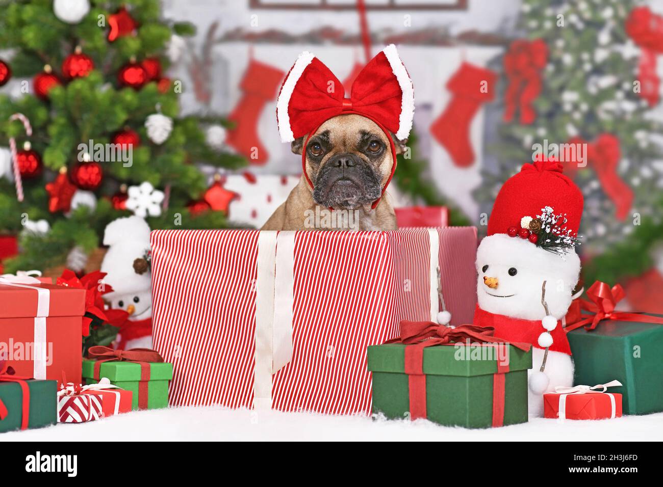 Französischer Bulldogge in Weihnachts-Geschenkbox zwischen vielen Boxen neben dem Weihnachtsbaum Stockfoto