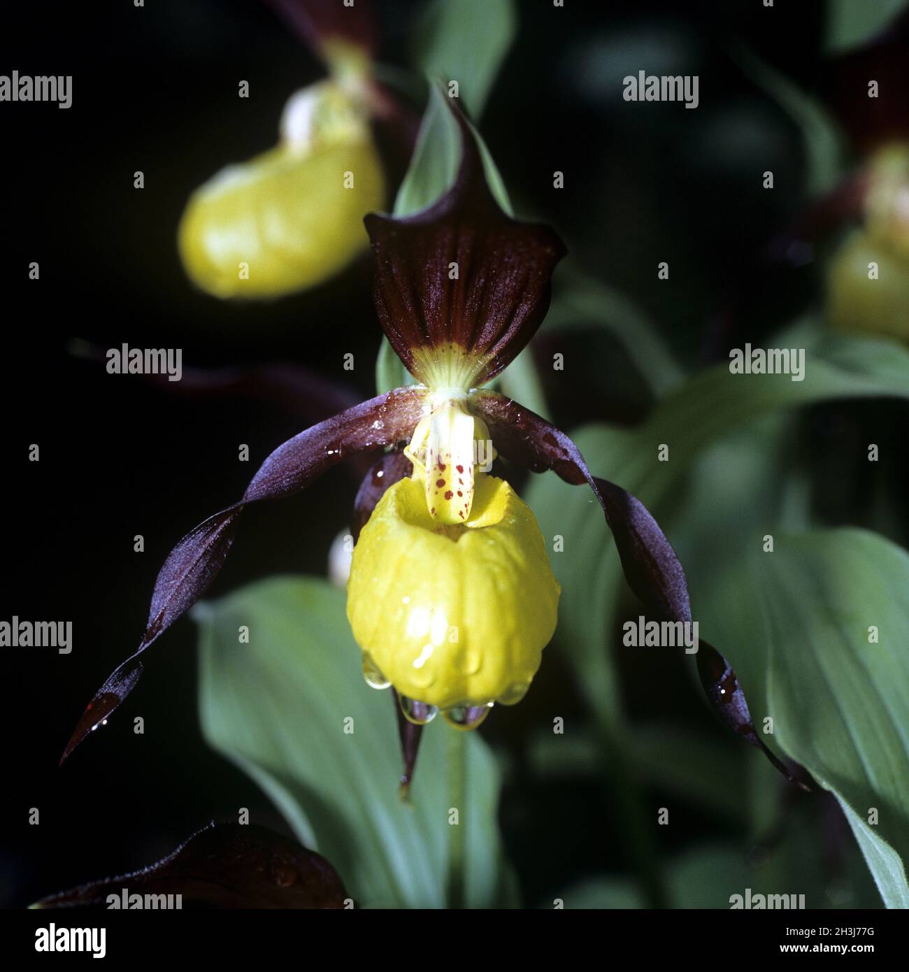 Lady's Slipper, Paphiopedilum, Venus Slipper, Stockfoto
