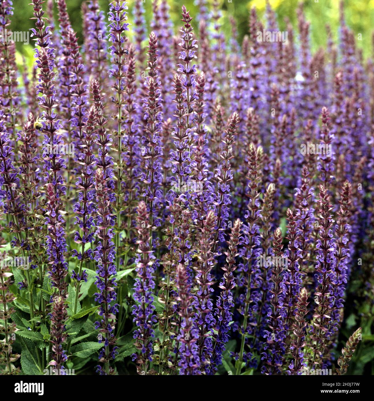 Salbei; Salvia Superba; ostfriesland Stockfoto