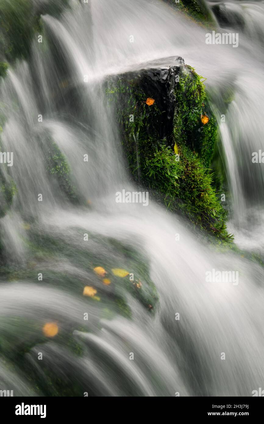 Moosiger Felsen in einem isländischen Bach mit Blättern wie Augen. Stockfoto