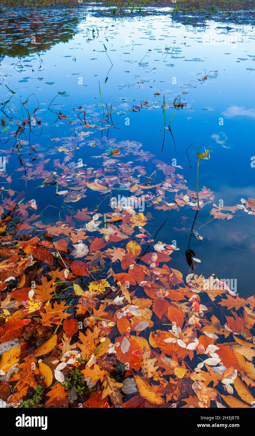 Bunte Herbstblätter schwimmen auf dem ruhigen Wasser eines Sees, am Ufer. Eames Pond, Moore State Park, Paxton, MA, USA Stockfoto
