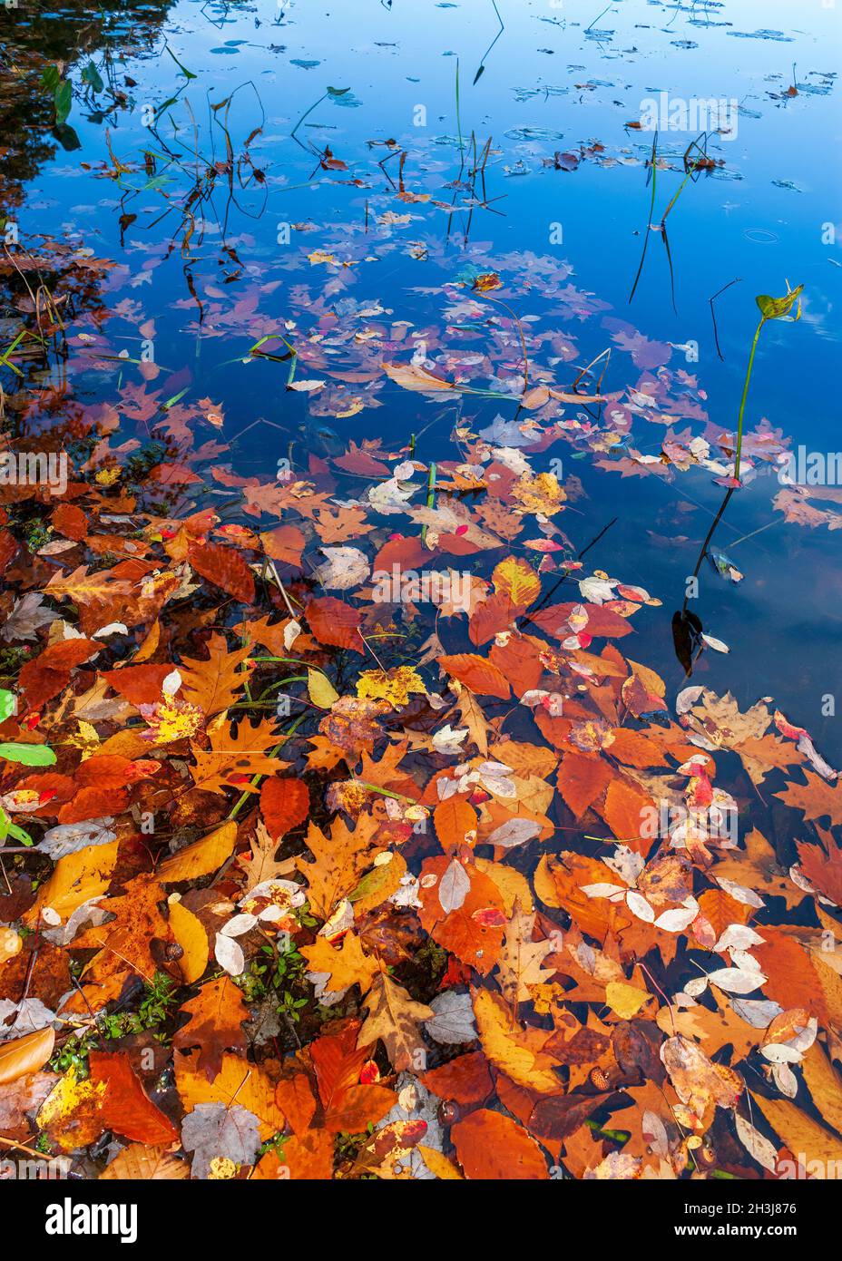 Bunte Herbstblätter schwimmen auf dem ruhigen Wasser eines Sees, am Ufer. Eames Pond, Moore State Park, Paxton, MA, USA Stockfoto