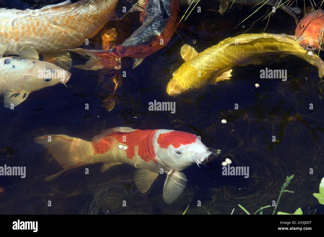 Koi, Brokatkarpfen; Cyprinus; Carpio; Stockfoto