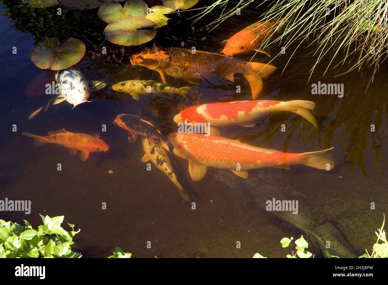 Koi, Brokatkarpfen; Cyprinus; Carpio; Stockfoto