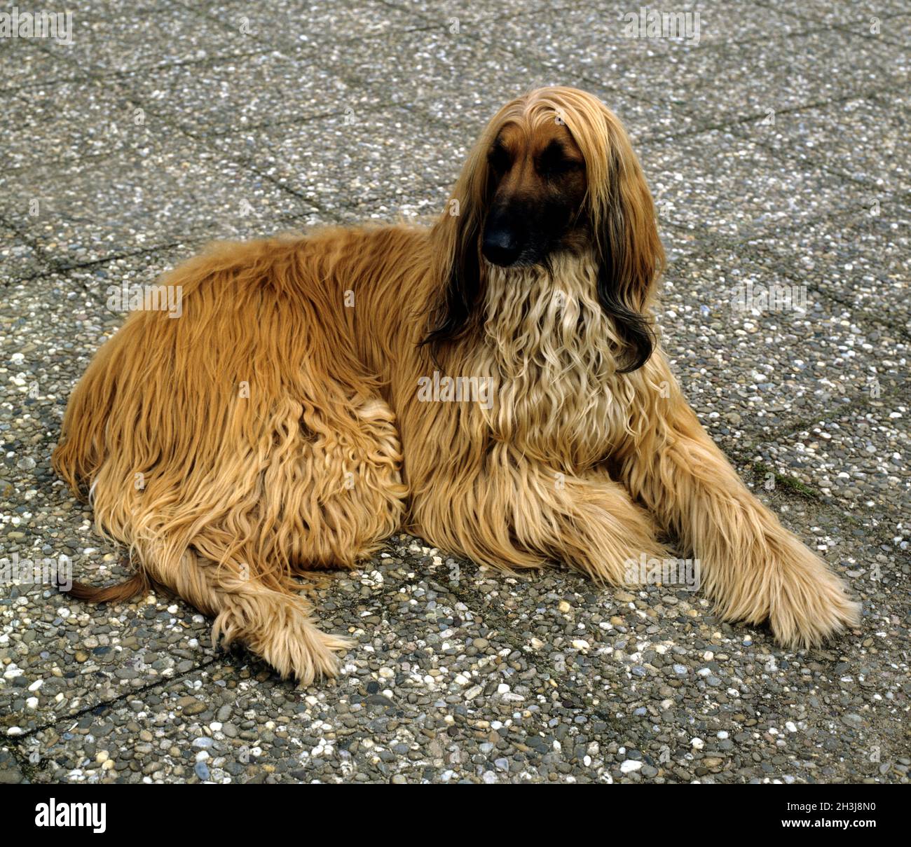 Afghan, Greyhound Stockfoto