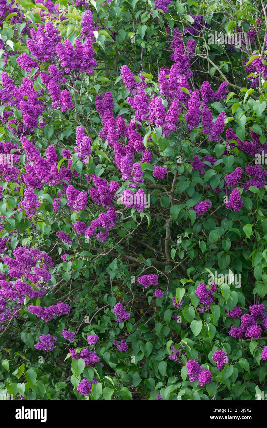 Garten-Flieder, Flieder, Blüten, Blüten, blühend, Gemeiner Flieder, Gartenflieder, Syringa vulgaris, Gemeine Flieder, Französische Flieder, Le lilas commun, lilas Stockfoto