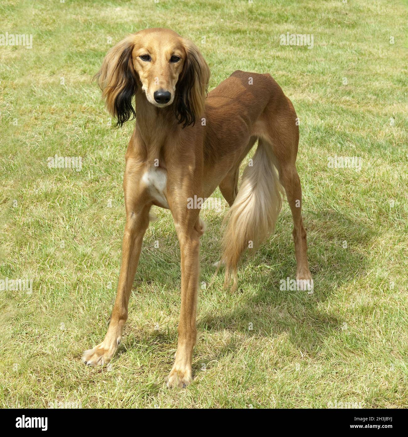 Saluki, Hunderasse, Windhund, gefiedert, Stockfoto