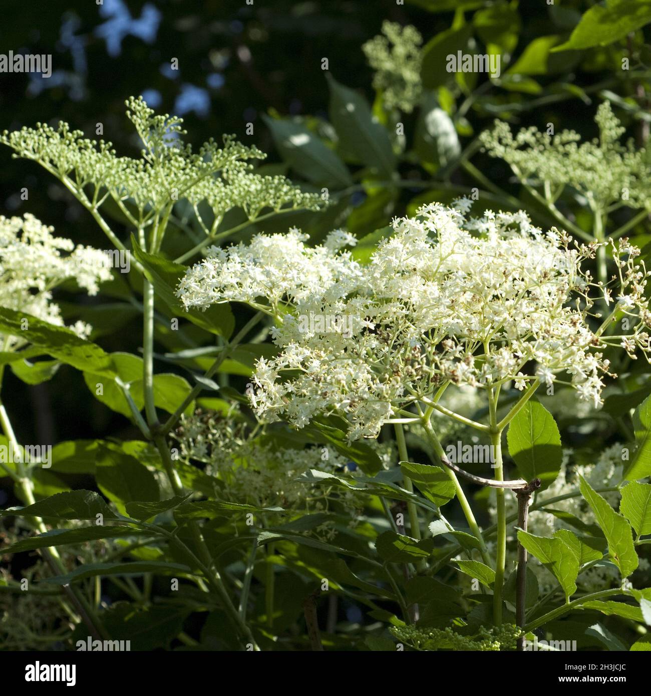 Sambucus Nigra Hash Berg Stockfotos und -bilder Kaufen - Alamy