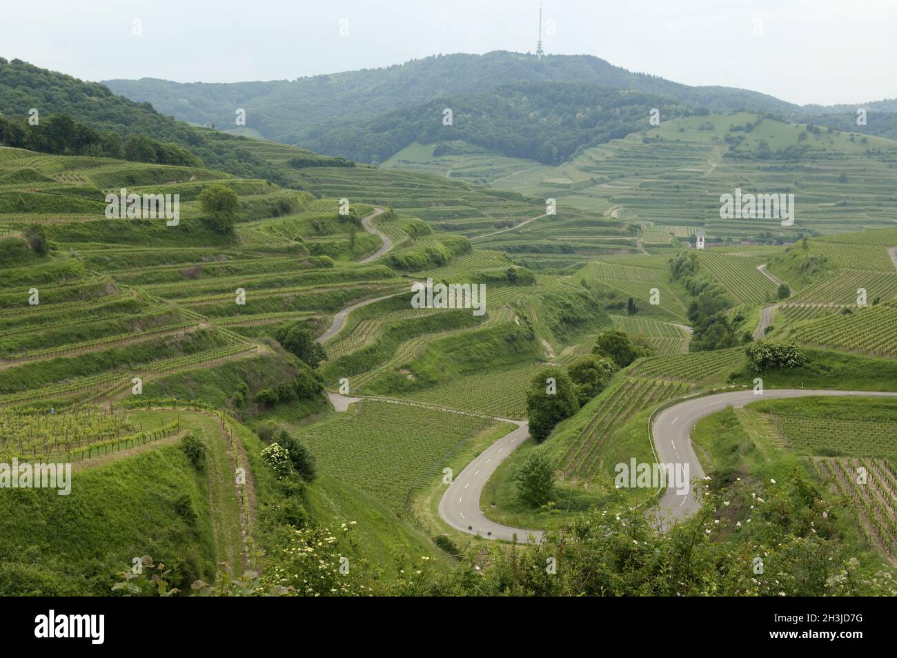Weinterrassen, Weinanbaugebiet, Weinberg, Terrassen, Kaiserstuhl Stockfoto