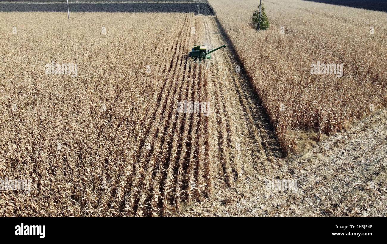 Mähdrescher auf einem Maisfeld. Der Bauer arbeitet auf seinem Land. Mais ernten. Vinnyzja, Ukraine 27.10.2021 Stockfoto