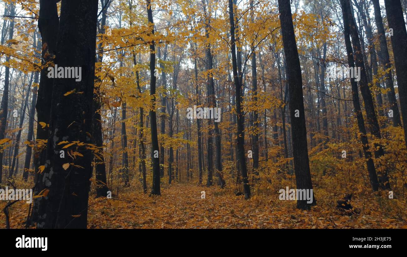 Gehen Sie auf dem Weg, der mit Herbstblättern übersät ist. Herbstpark oder Wald. Herbstlicher Morgennebel in einem dichten Wald zwischen Bäumen mit gelb fallenden Blättern. Stockfoto