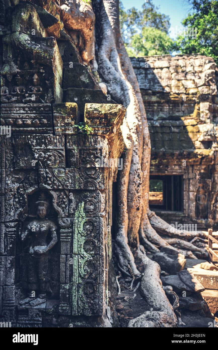 Ein Baum beginnt zu übernehmen, die Ruinen von Angkor Thom in Kambodscha Stockfoto
