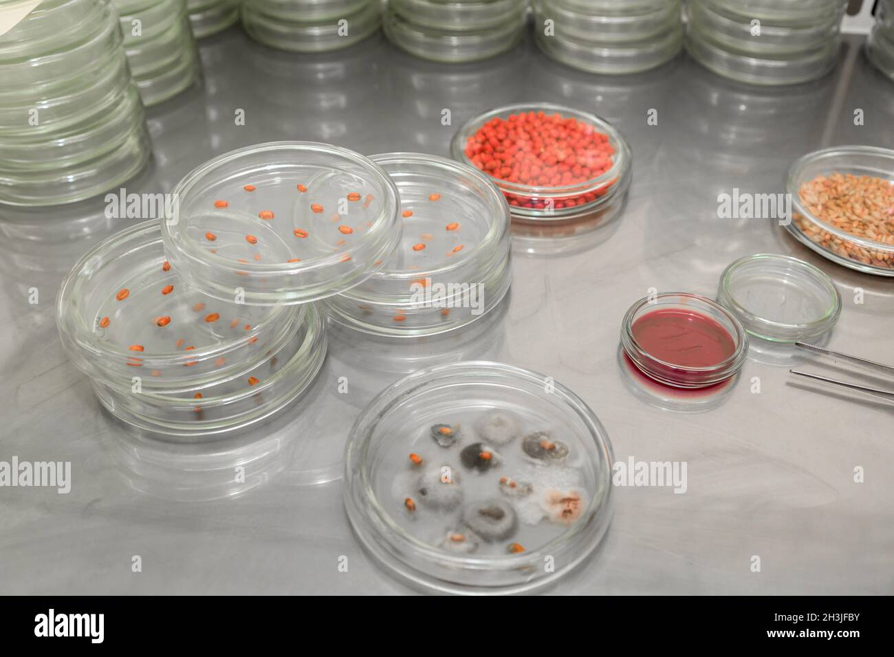 Petrischale. Mikrobiologische Labor. Schimmel und Pilzbefall Kulturen. Bakterielle Forschung Stockfoto