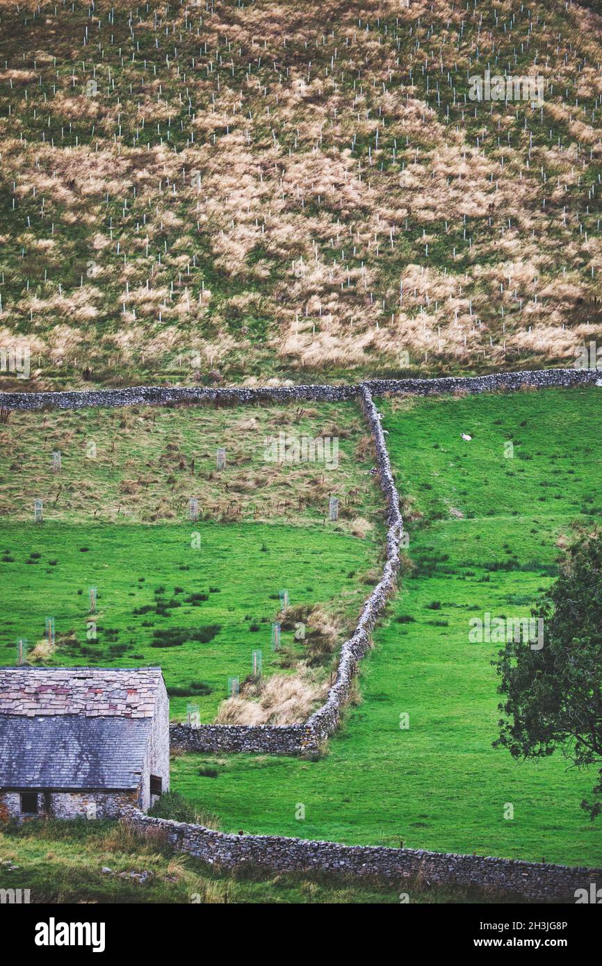 Schroffe Hügel mit jungen Setzlingen, die von Baumwächtern geschützt sind, Langstrothdale, Yorkshire Dales National Park, North Yorkshire, England Stockfoto