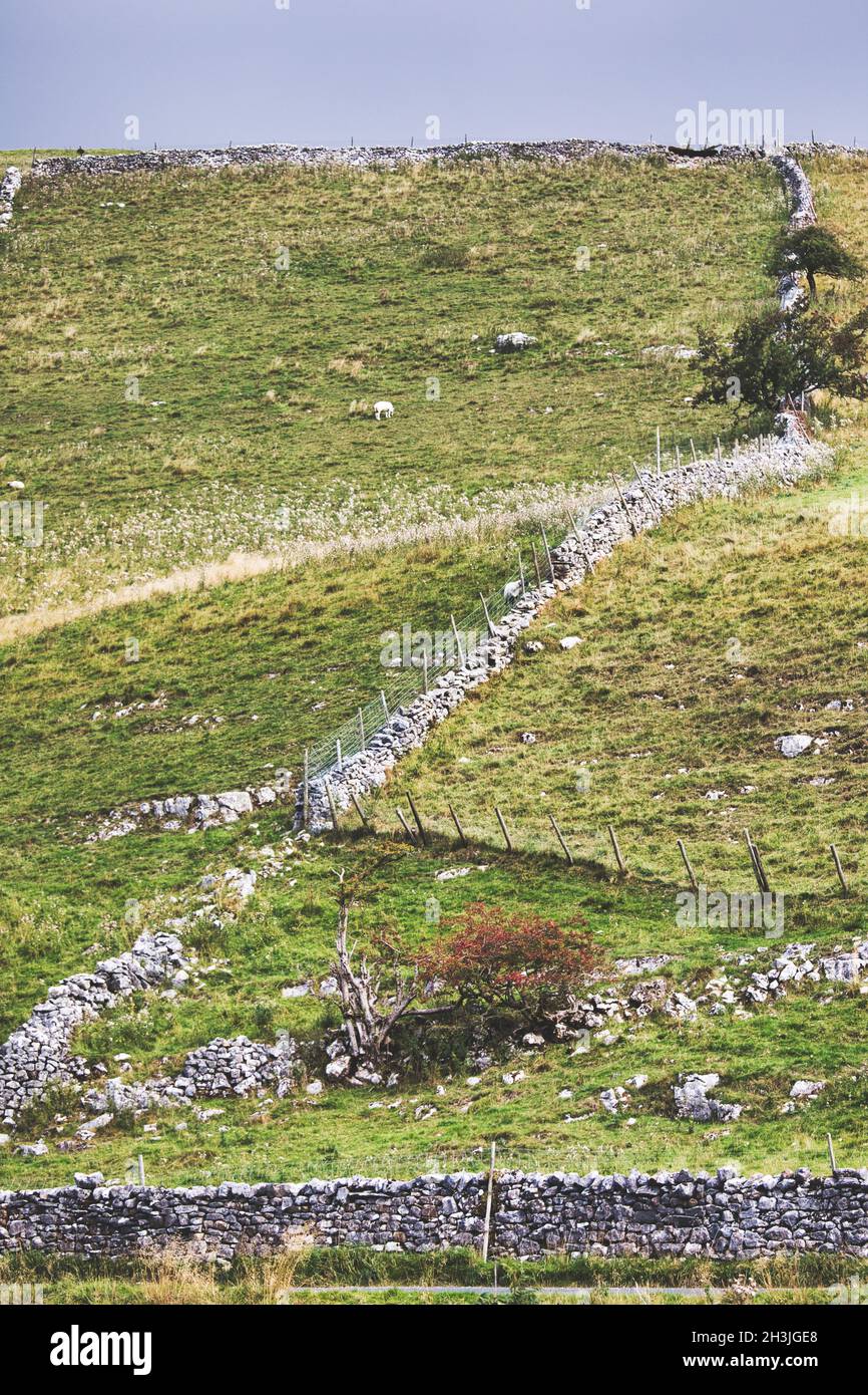 Zerklüftete Hügel mit traditionellen Trockenmauern, Wharfedale, Yorkshire Dales National Park, North Yorkshire, England Stockfoto