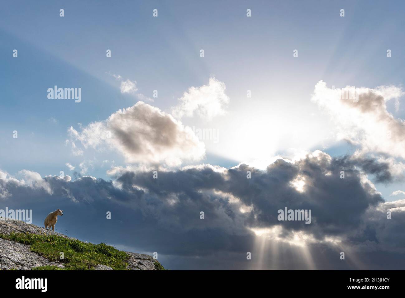 Schafe stehen auf dem Bergrücken. Dramatischer Himmel im Hintergrund. Sonnenstrahlen brechen durch die Wolken. Stockfoto