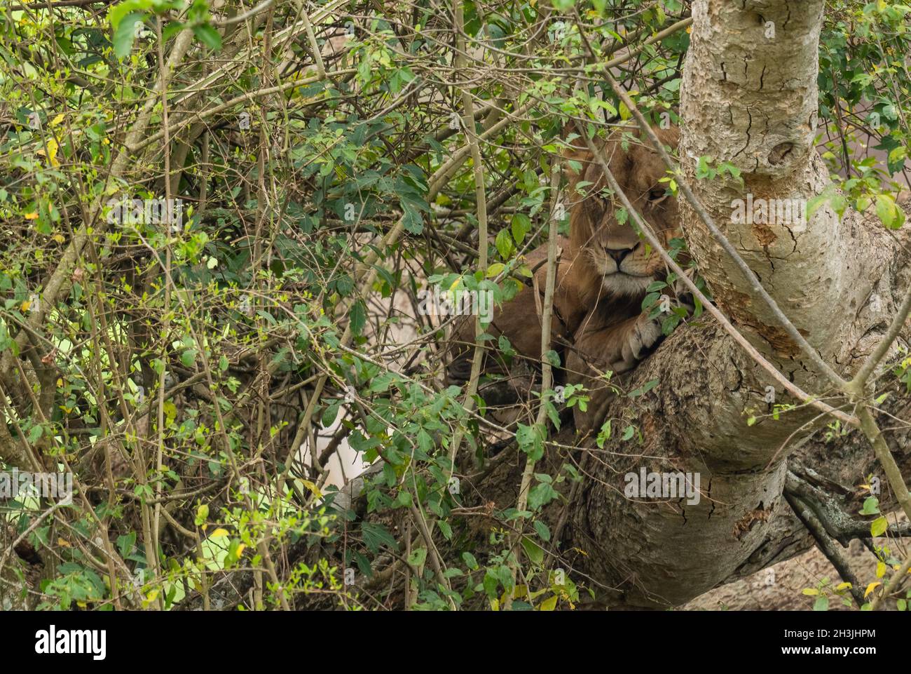 Lion - Panthera leo, ein ikonisches Tier aus afrikanischen Savannen, Queen Elizabeth National Park, Uganda. Stockfoto