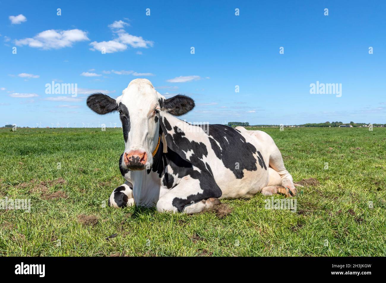 Kuh liegend glücklich, Beine gekräuselt, rosa Nase, schüchtern auf grünem Gras, entspannt auf der Wiese, von vorne unter blauem Himmel gesehen Stockfoto