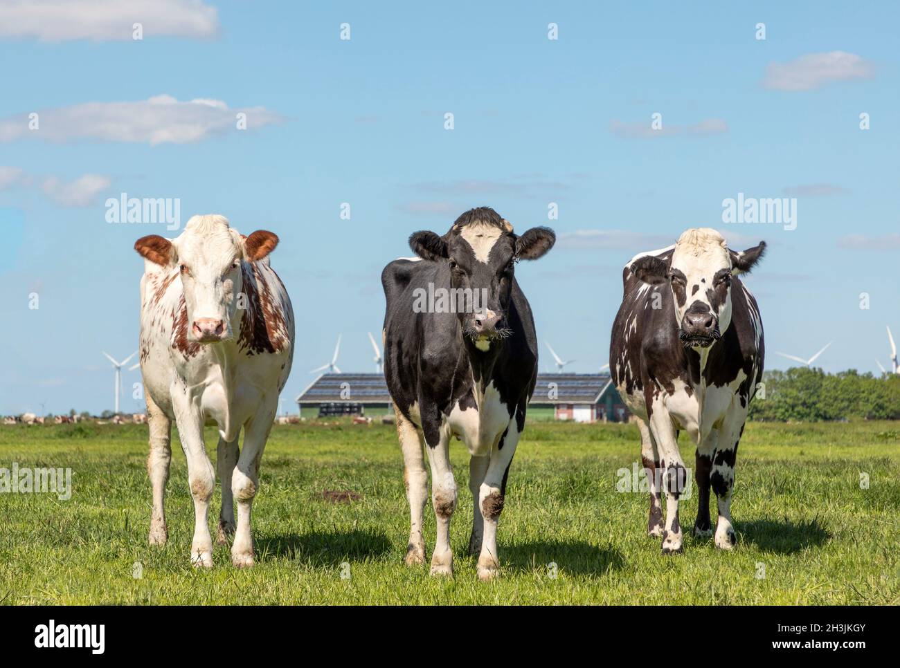 Drei Kühe auf einem Feld, schwarz weiß und rot, stehen zusammen, in einer Reihe nebeneinander und schauen, grünes Gras und ein blauer Himmel Stockfoto