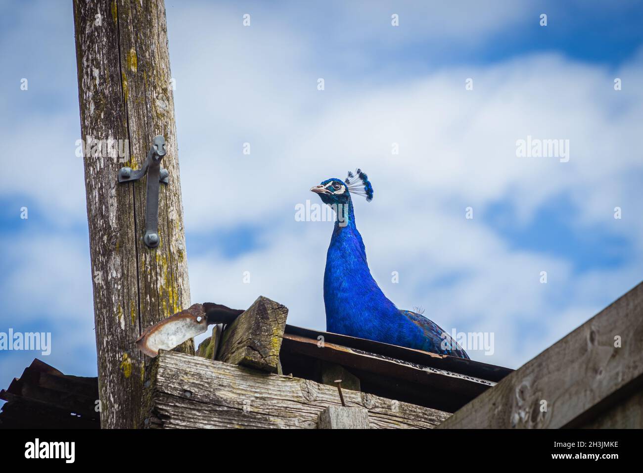 Pfau auf dem Dach eines Gebäudes Stockfoto