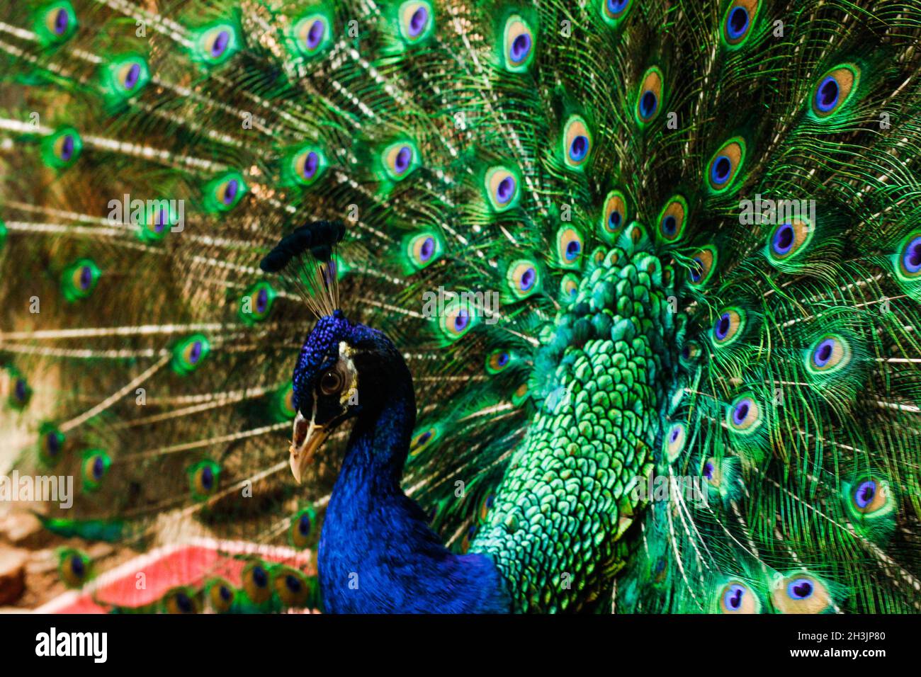 Ein männlicher Pfau in einem Zoo Schließung Stockfoto