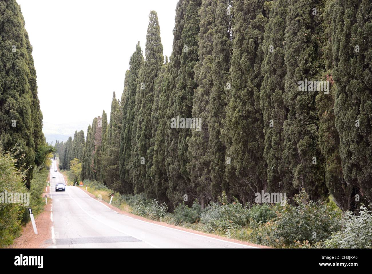 Cypresses Avenue. Bolgheri. Castagneto Carducci. Toskana. Italien Stockfoto