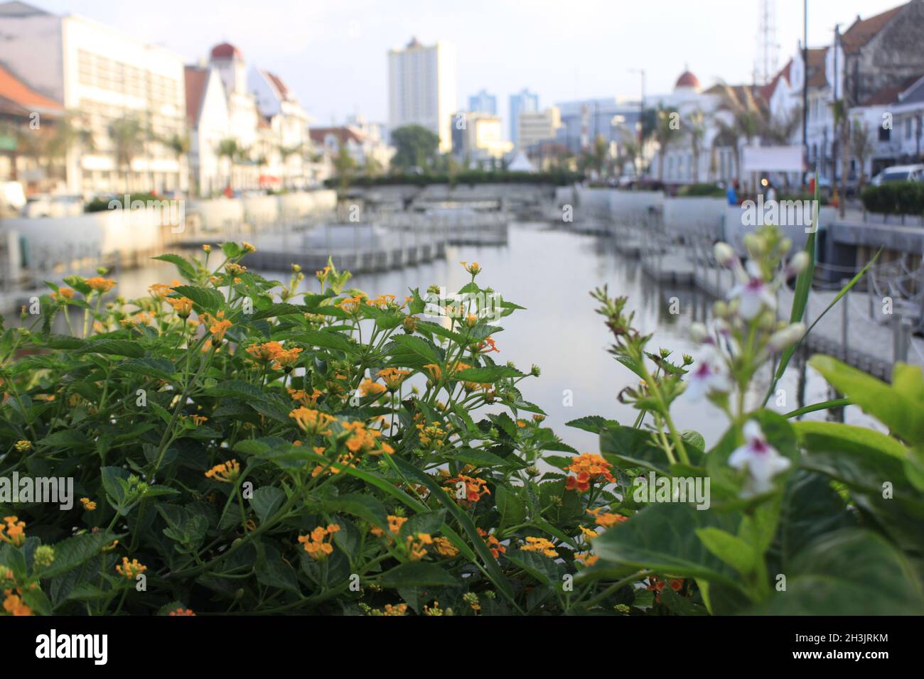 Blumen und Pflanzen in der Nähe des Nord-Jakarta-Kanals Stockfoto