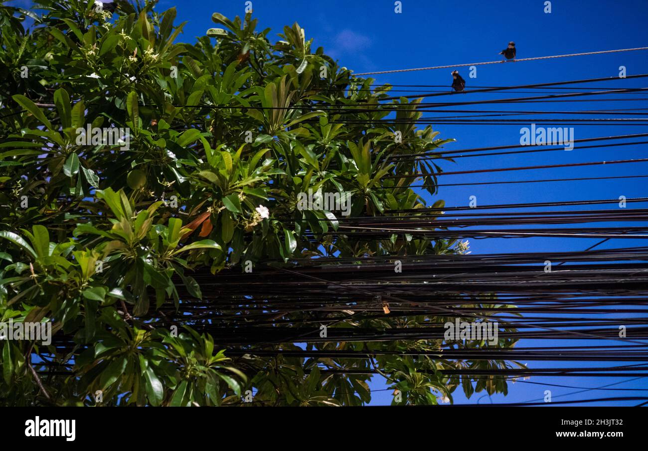 Elektrische Kabel und Drähte mit zwei sitzenden Vögeln und grünen Baumblättern Stockfoto
