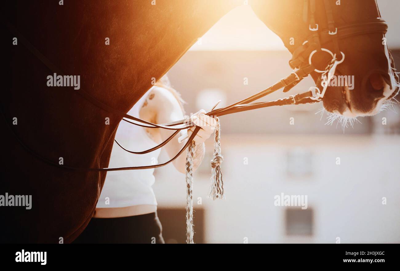 Eine Pferdezüchterin in einem weißen T-Shirt hält am Zaumzeug ein kräftiges, von Sonnenlicht erleuchtetes Lorbeerpferd. Reitsport. Pferdesport. Stockfoto