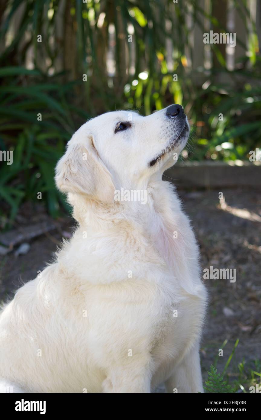 Der junge Golden Retriever sitzt im Garten Stockfoto