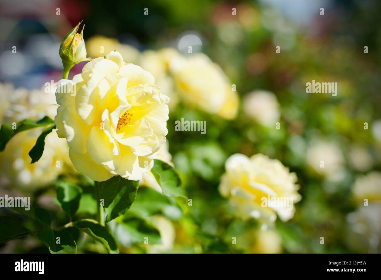 Gelbe Rose in voller Blüte im Cowra Rose Garden, Australien Stockfoto