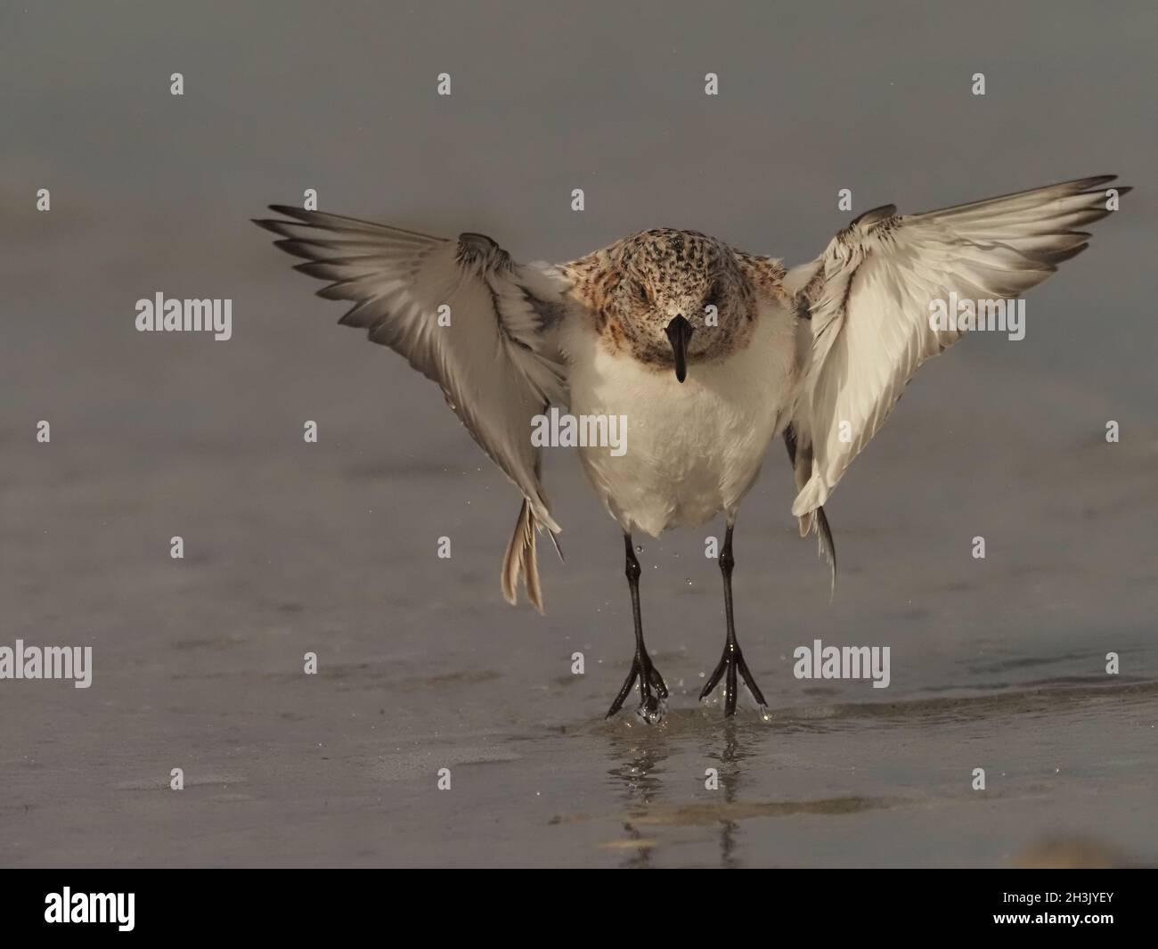 sanderling sind kleine Watvögel, die sehr zugänglich sind oder menschliche Anwesenheit tolerieren, wenn Sie still bleiben und um Sie herumlaufen. Stockfoto