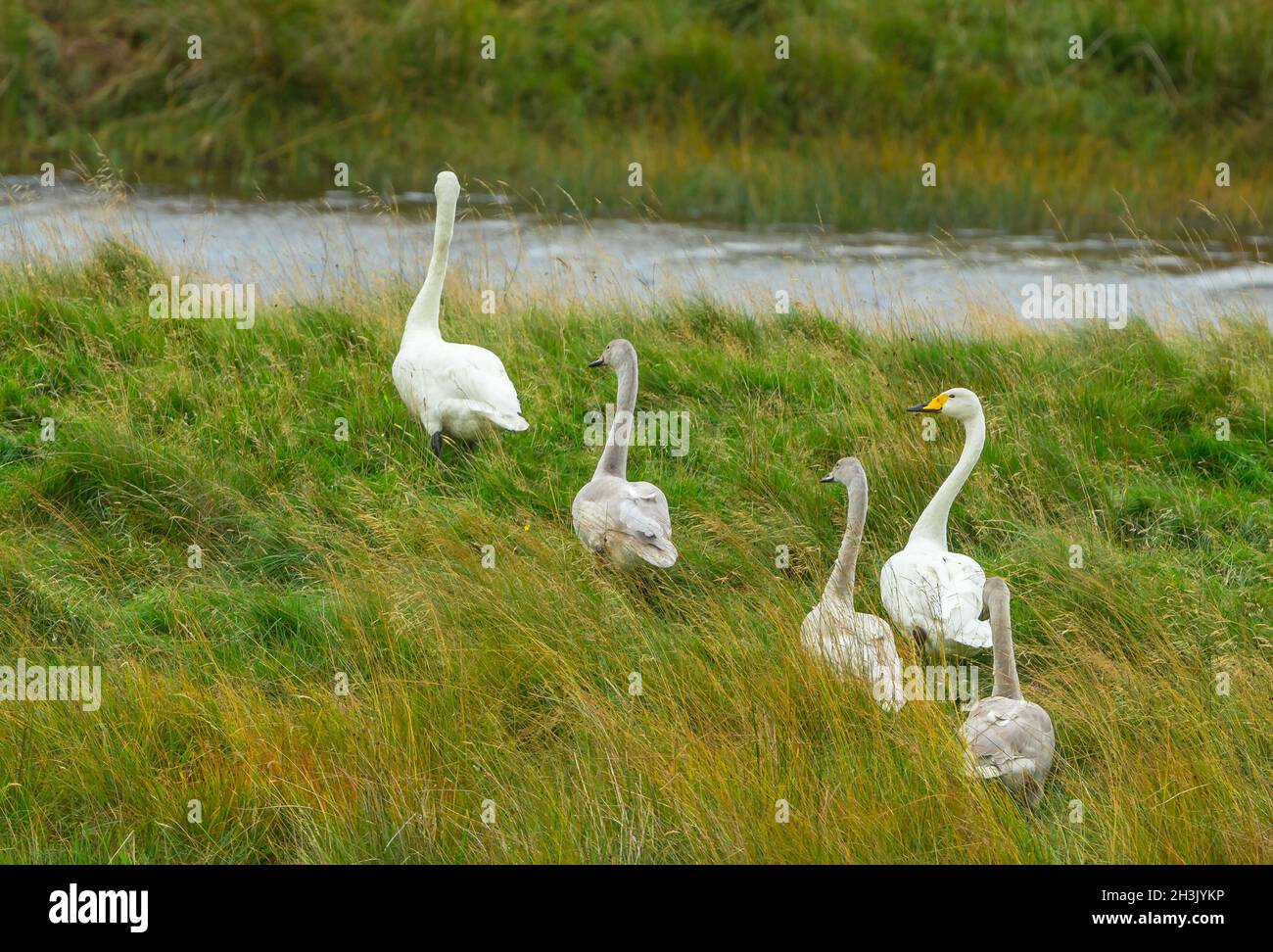 Ein seltenes Brutpaar von Whooper Swans in Glen Strathfarrar, Highlands of Scotland mit ihren drei gut gewachsenen Cygnets, die durch Grasland-Towar wandern Stockfoto
