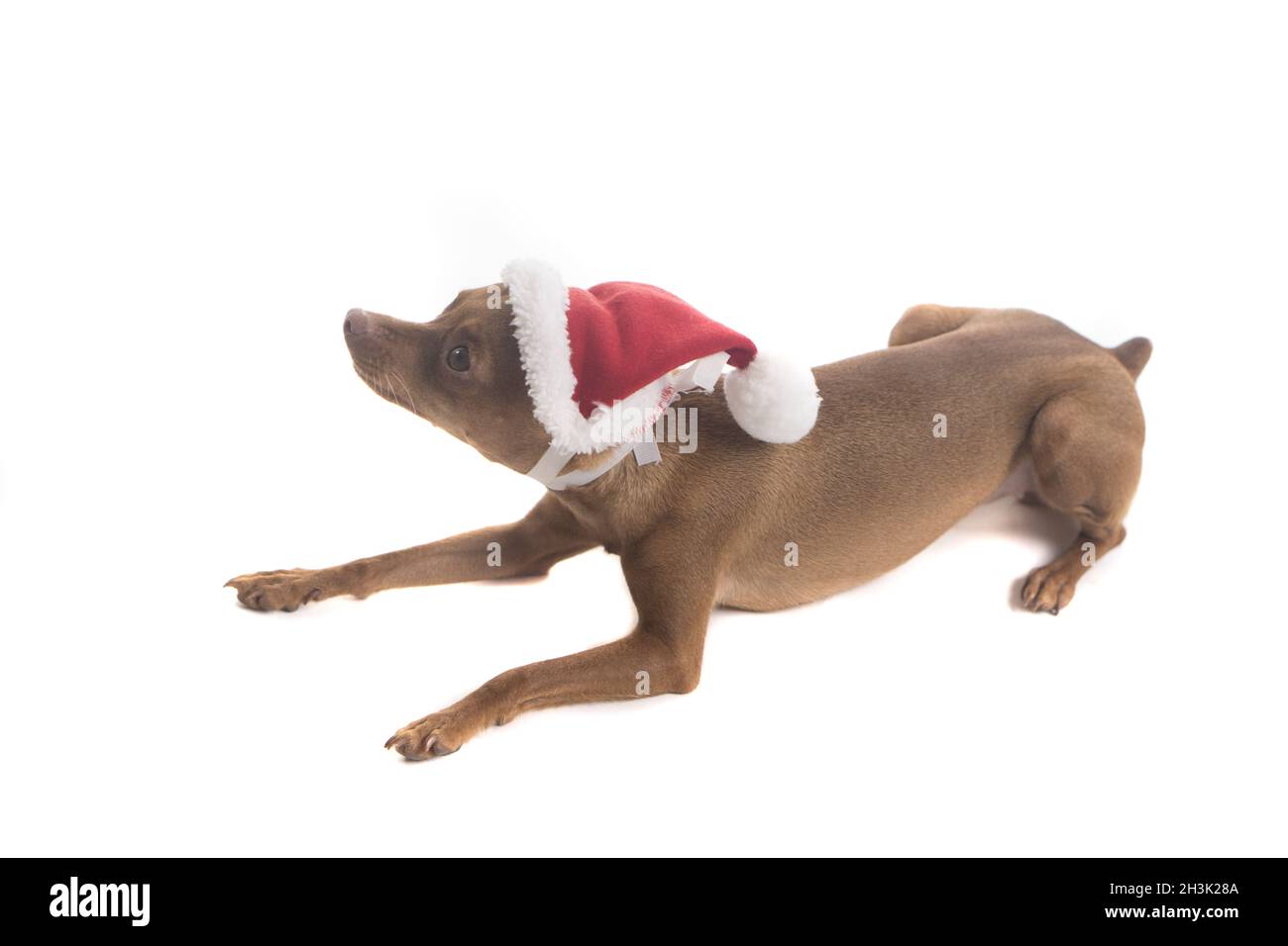 Niedlicher Pinscher-Hund im Weihnachtsmann-Hut Stockfoto