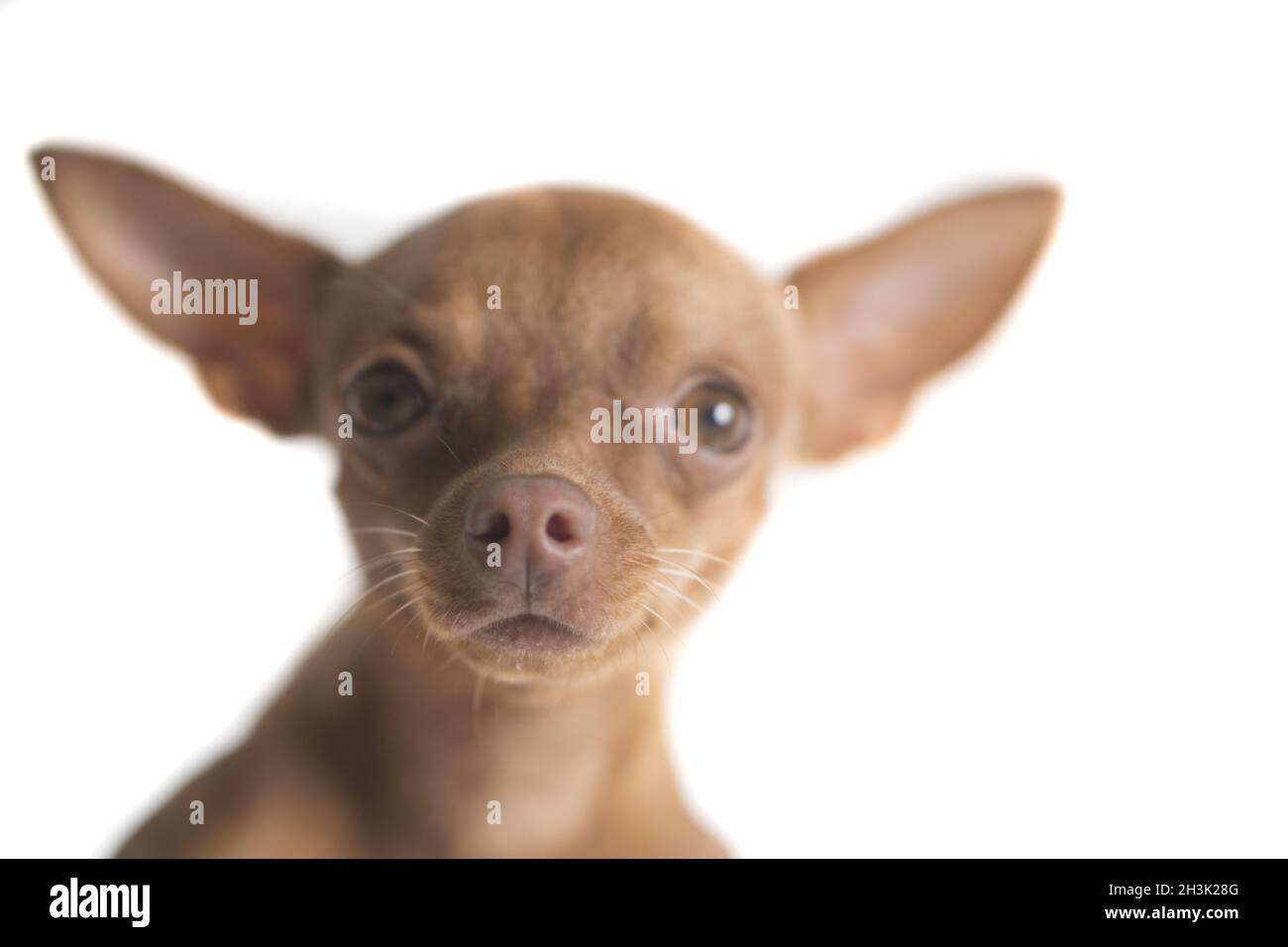 Niedlicher Miniatur-Ingwer-Pinscher Stockfoto