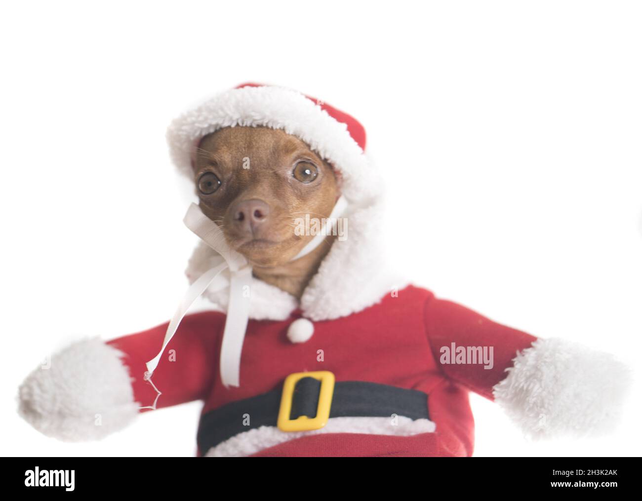 Niedlicher Pinscher Hund im Weihnachtsmann Kostüm Stockfoto