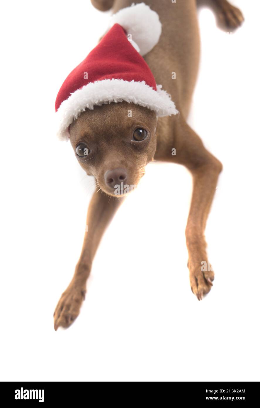 Niedlicher Pinscher-Hund im Weihnachtsmann-Hut Stockfoto