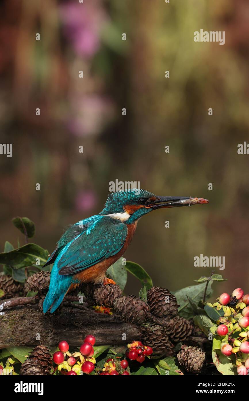 Naturfarben mit gewöhnlichem eisvogel und Fischen am Ufer Stockfoto
