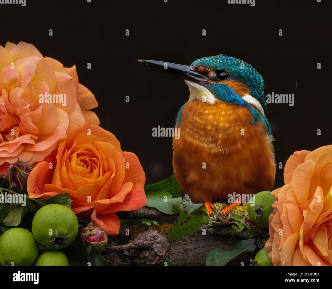 Gewöhnlicher Eisvogel, der zwischen orangen Rosen sitzt Stockfoto