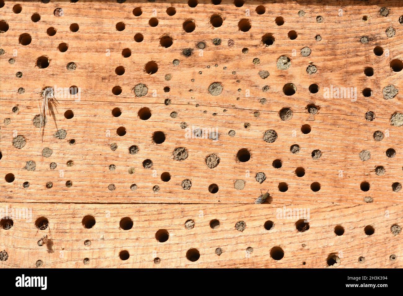 Insektenhotels dienen Insekten, vor allem Wildbienen, als Unterschlupf und Brutstaette. Insektenhotels dienen Insekten, vor allem Wildbienen, als Regal Stockfoto