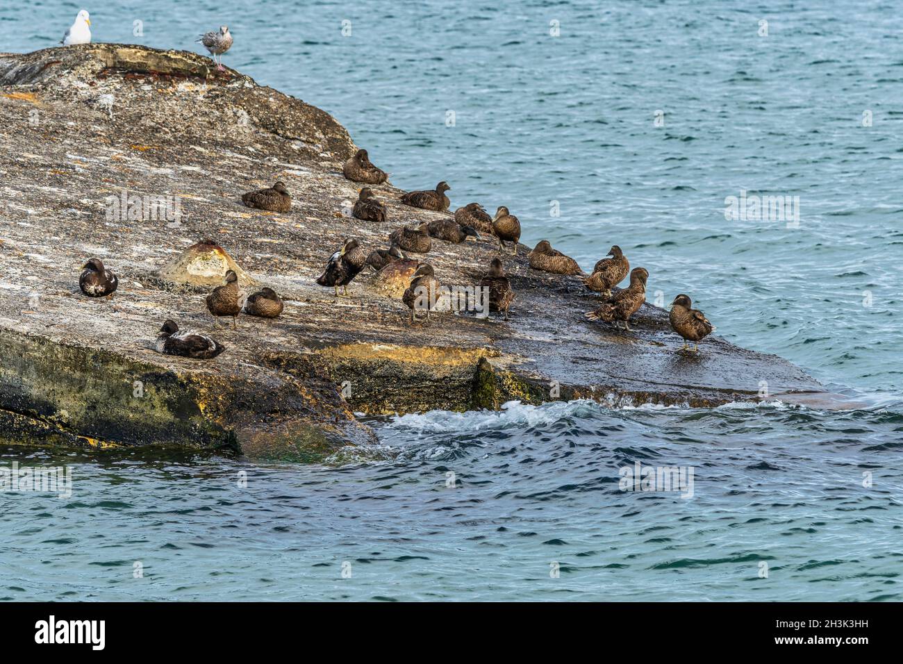 Eine Schar gewöhnlicher Enten ruht und trocknet über dem Dach eines untergetauchten Bunkers am Strand von Skagen. Skagen, Frederikshavn, Nordjütland, Vendsyssel-Thy, Den Stockfoto