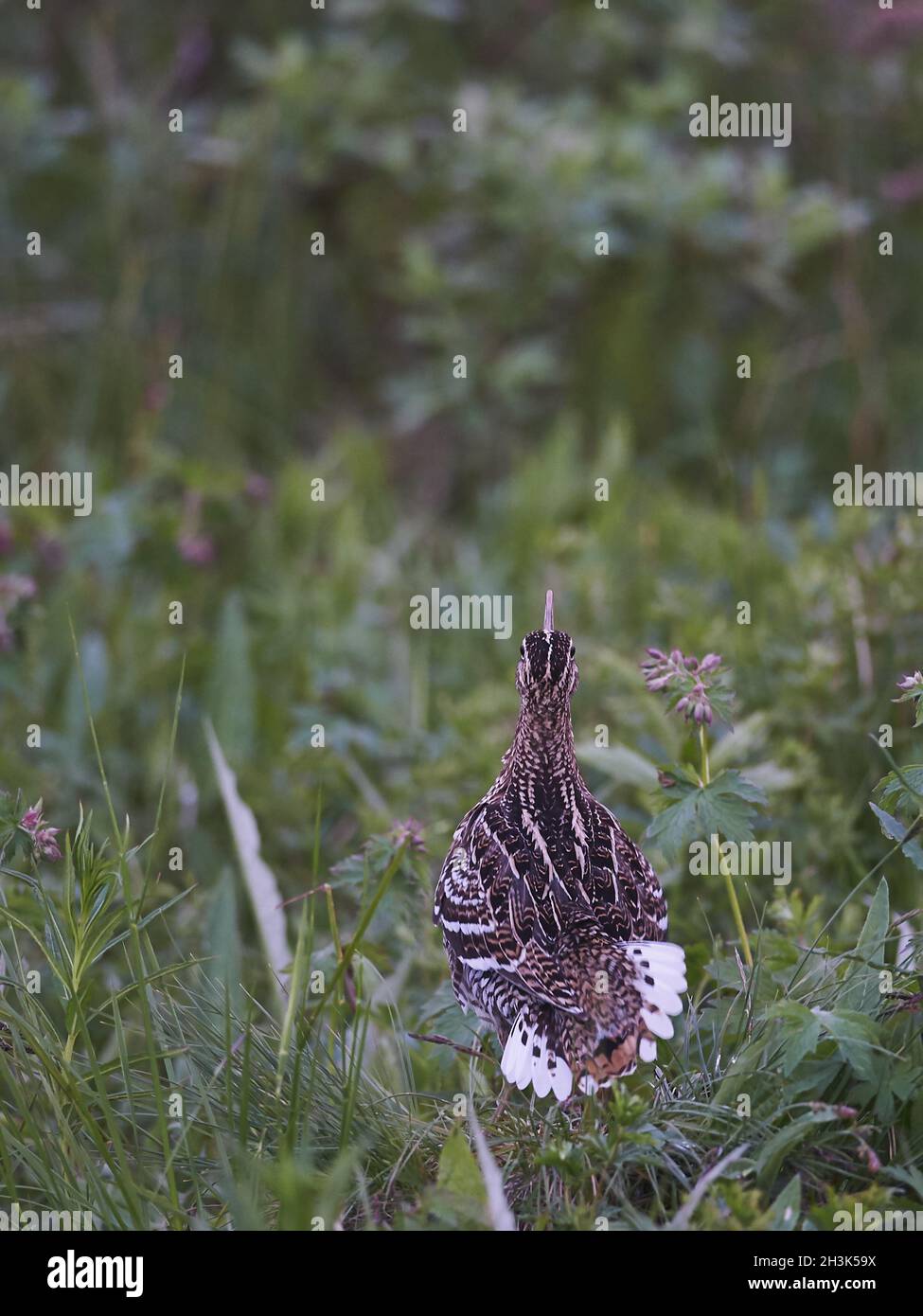 Tolle Snipe Stockfoto