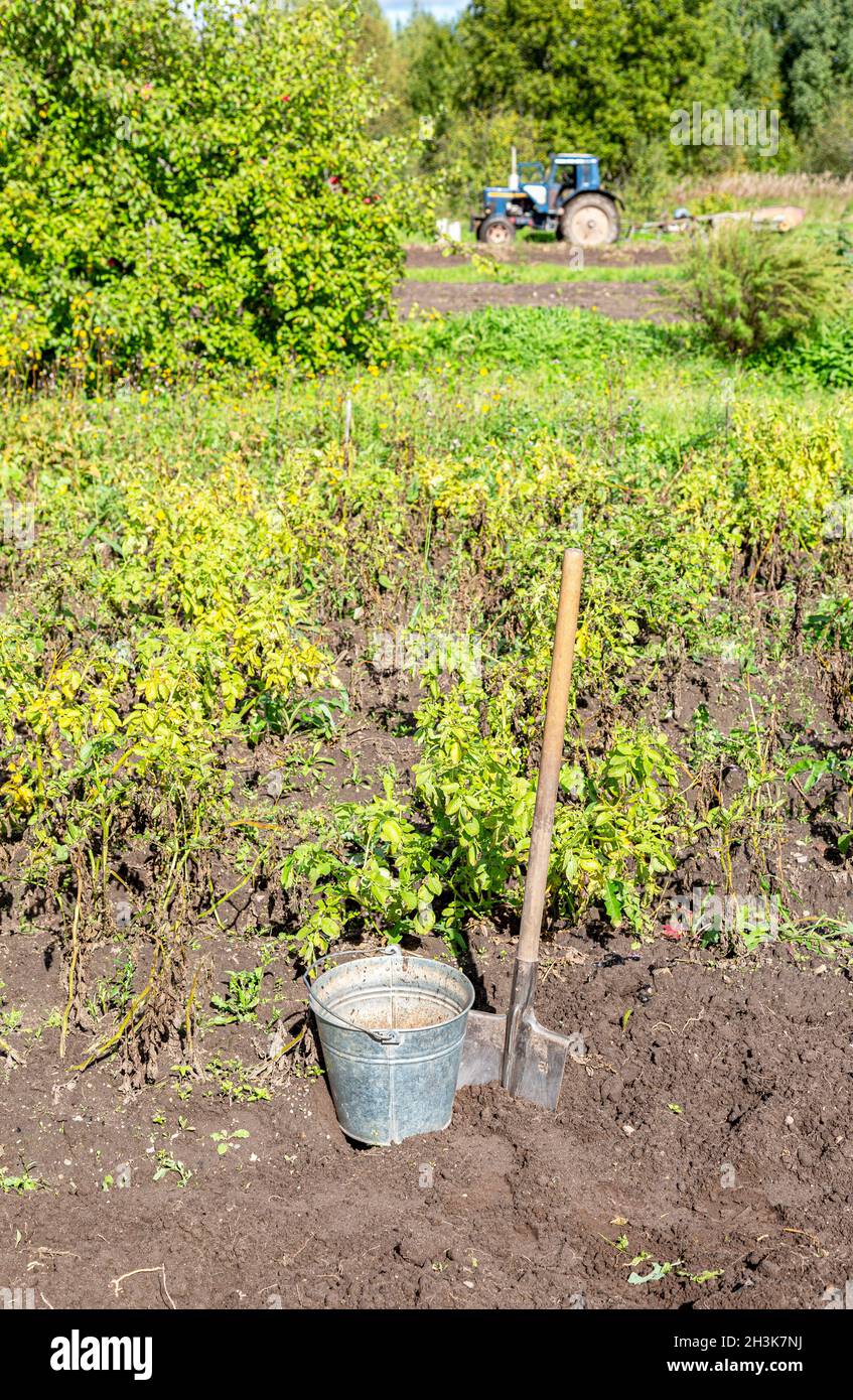 Ernte von Bio-Kartoffeln im Metalleimer und Schaufel im Gemüsegarten an sonnigen Tagen. Kartoffelernte auf der Plantage Stockfoto