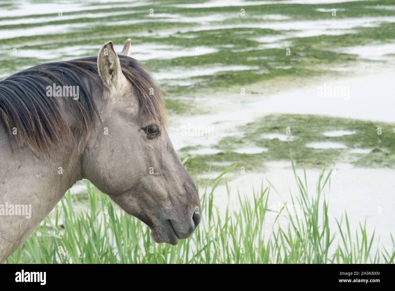 Grau-braunen Pferd in der offenen Wiese in der Nähe von Wasser Stockfoto
