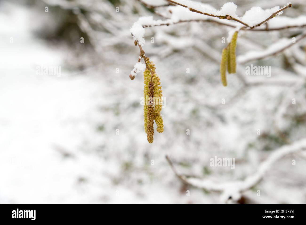 Nahaufnahme von schneebedeckten Kätzchen und Bäumen im Wald an einem kalten Wintertag Stockfoto