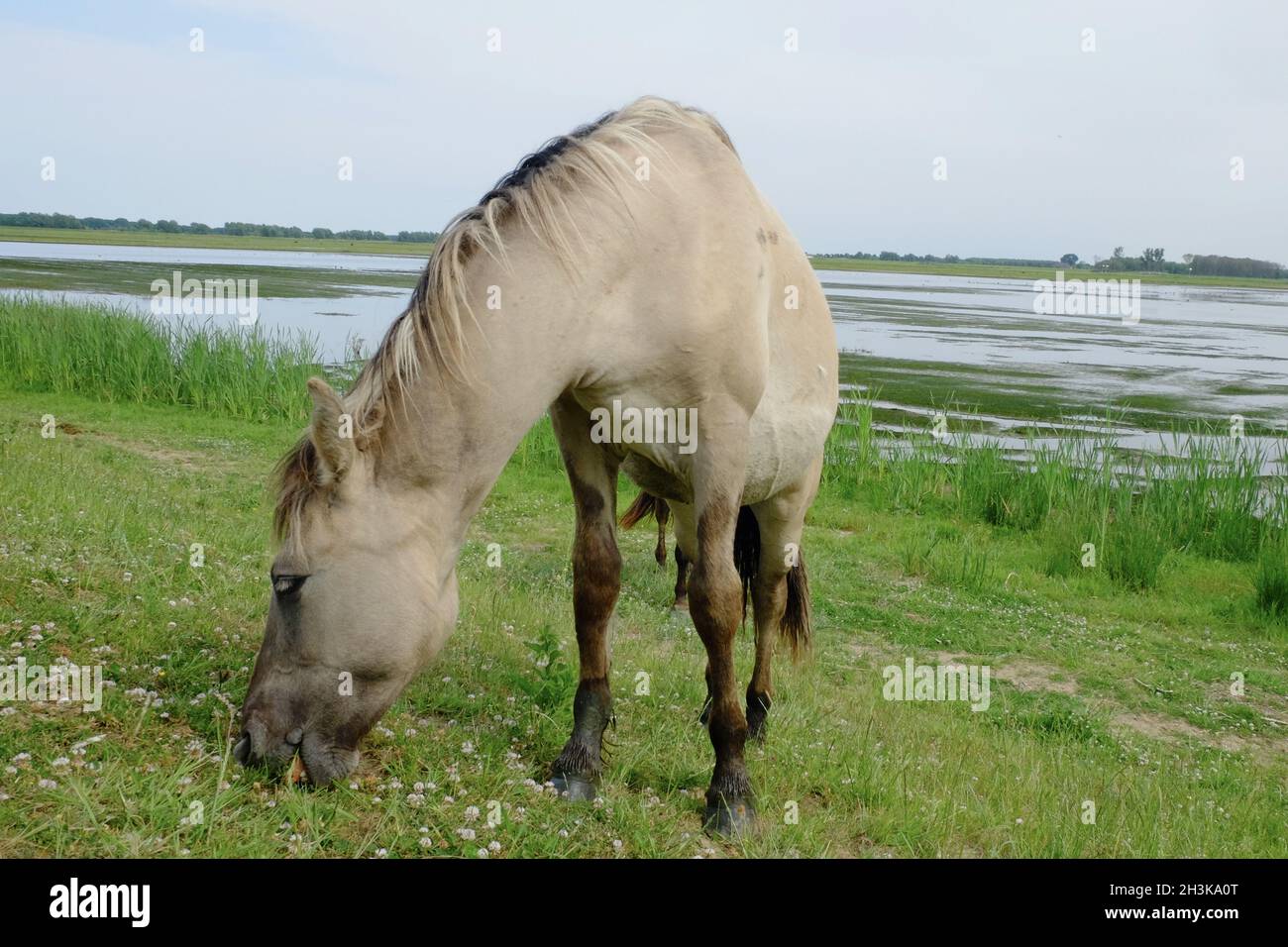 Grau-braunen Pferd in der offenen Wiese in der Nähe von Wasser Stockfoto