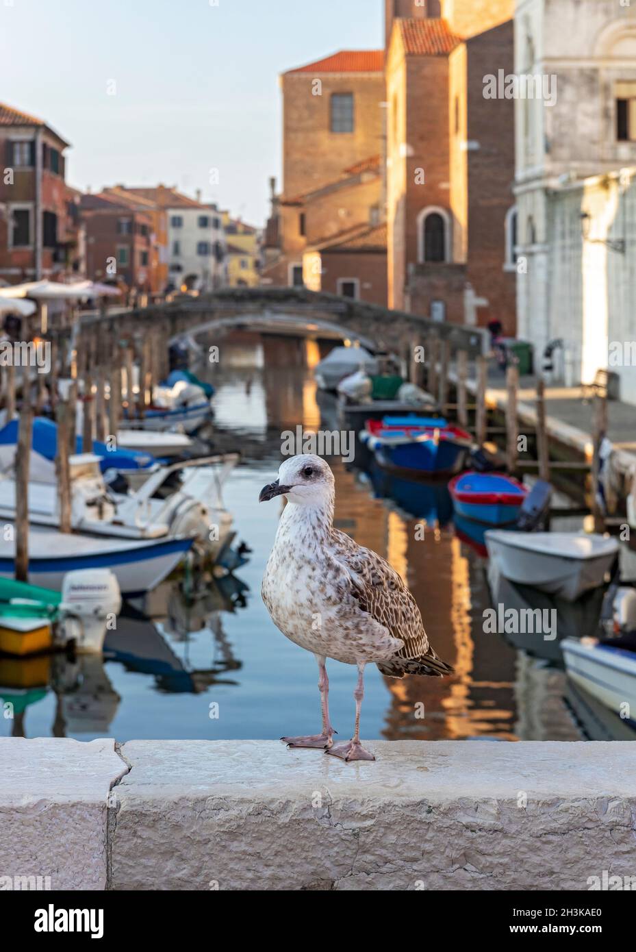 Jungmöwe (Larus michahellis), Chioggia, Italien Stockfoto